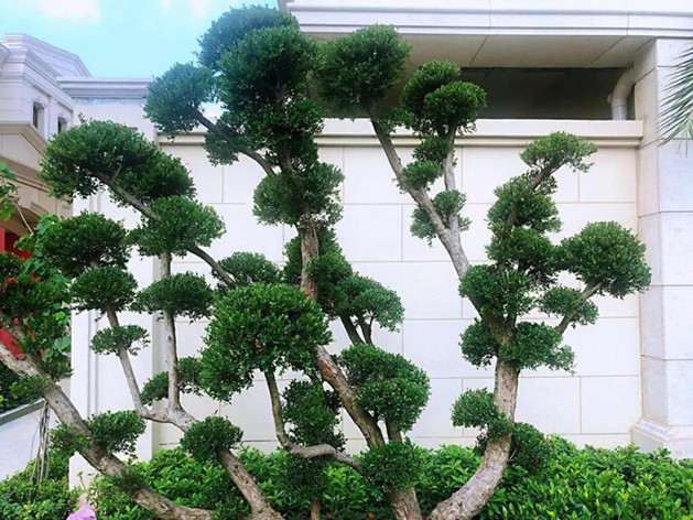 1561432639605155.jpg 6.jpg